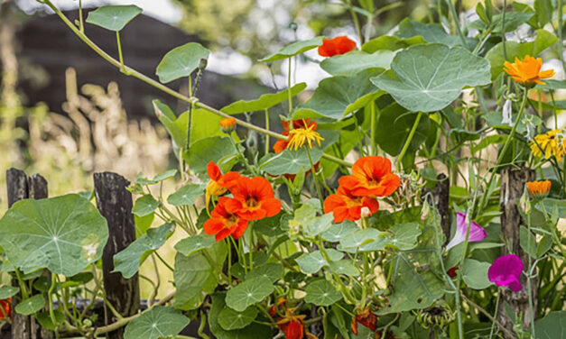 How to Grow Edible Flowers